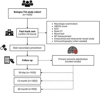 Enhancing stroke risk prediction in patients with transient ischemic attack: insights from a prospective cohort study implementing fast-track care